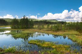 National park fulufjället by Marc Hollenberg