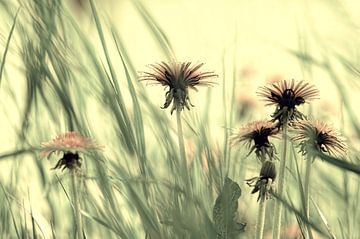 Dandelion meadow 