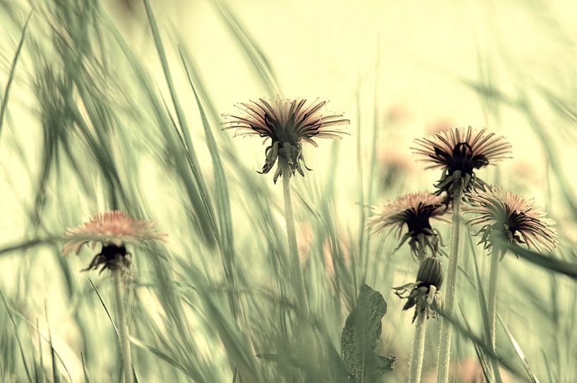 Nature rêveur, un morceau de prairie pissenlit au printemps par Tanja Riedel