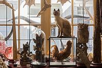 Opgezette dieren in winkel
