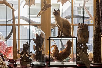 Stuffed animals in shop by Robert van Willigenburg