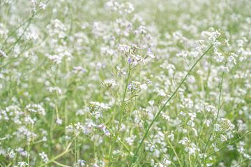 Un champ de radis sauvages en France. Blanc avec des fleurs violettes - photographie de nature et de sur Christa Stroo photography