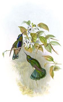 Visage à carreaux, John Gould sur Hummingbirds