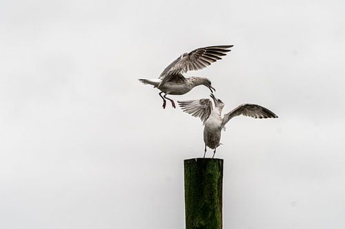 Flirtende zeemeeuwen