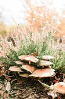 Paddenstoelen