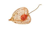 Physalis fruit by Hans-Jürgen Janda thumbnail
