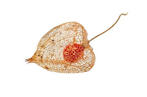 Physalis fruit