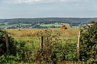 Uitzicht op de heuvels van Zuid-Limburg van John Kreukniet thumbnail