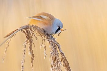 Baardmannetje met stukje riet