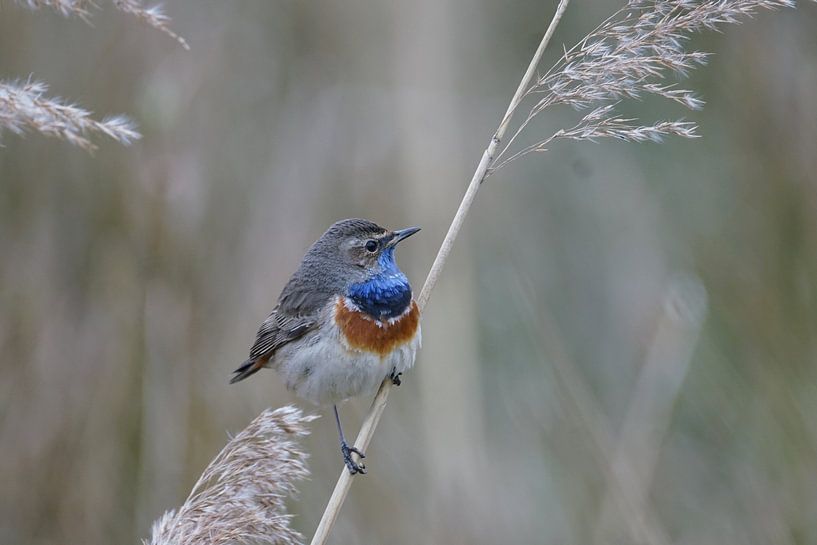 Bluethroat in the reeds by Herman Peters