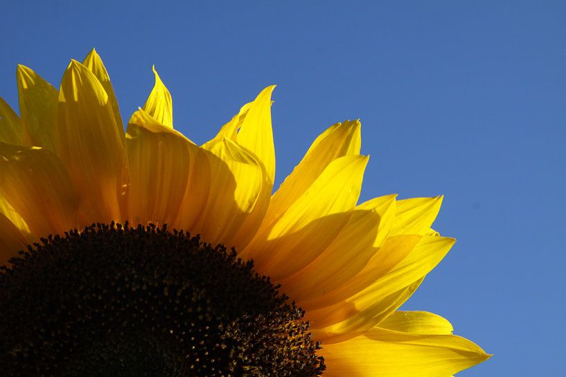 Zonnebloem detail par Spijks PhotoGraphics