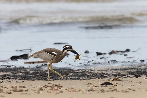 strandloper, Esacus magnirostris, Queensland, Australië