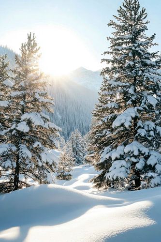 Winterbos Zonlicht