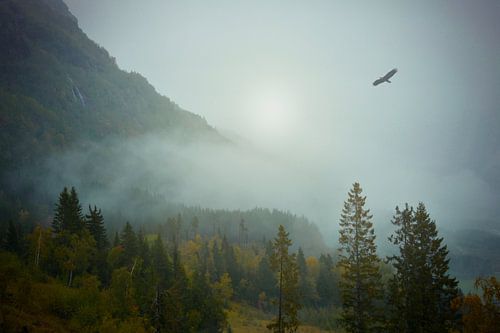 Ein Adler fliegt über den nebligen Wald