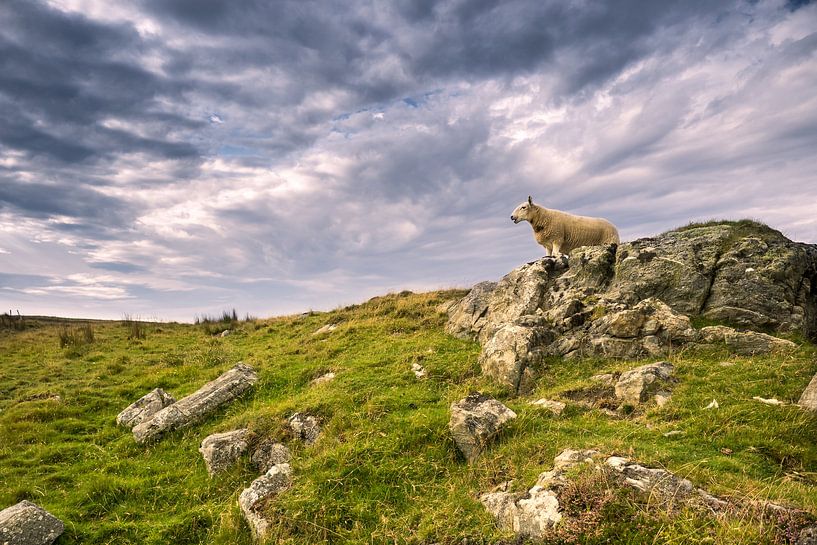 scottish  sheep von pixelstory