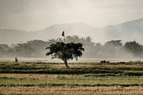 A cyclist rides through the misty fields