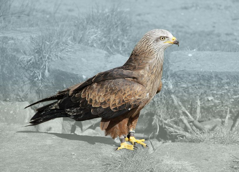 Rode wouw, een roofvogel van Bianca Wisseloo