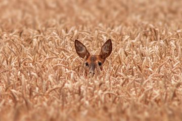 ein Reh Ricke (Capreolus capreolus) schaut aus einem Weizenfeld von Mario Plechaty Photography