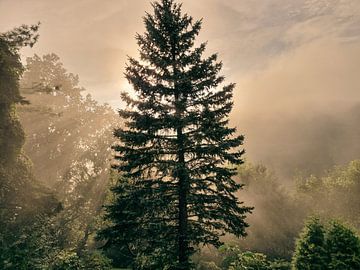 Baum im verwunschehen Sonnenlicht nach einem Gewitter von Claudia Schwabe