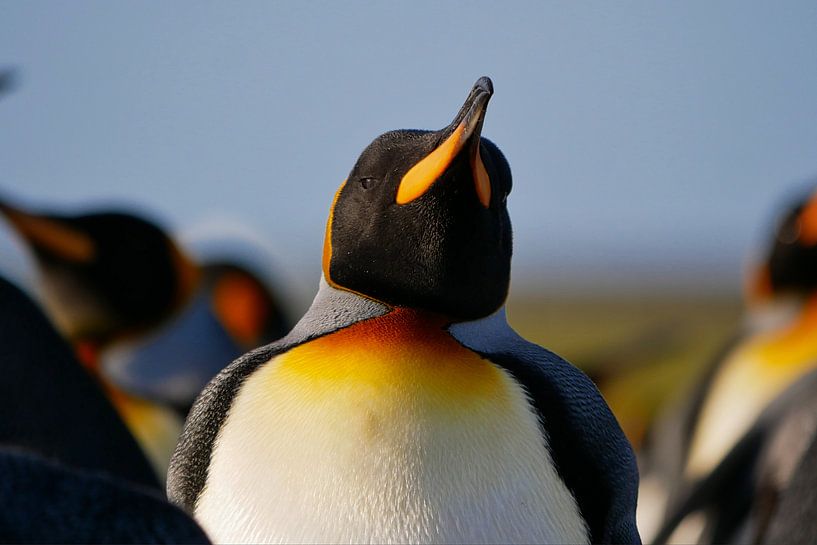 Koningspinguin op volunteerpoint von Remco van Kampen