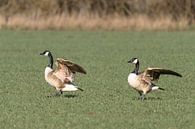 Branta canadensis van Heinz Grates thumbnail