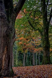 Autumn in the park by Anne Raafs