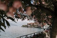 Bellagio | Como meer | Bloemen