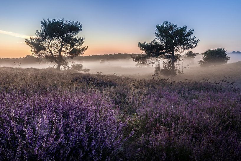 Sunrise with mist and heather in the Maasduinen Mountains by Silvia Thiel