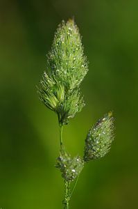 Tropfen
