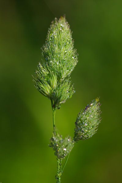 Tropfen by Gabi Siebenhühner