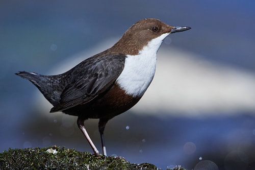 Waterspreeuw (Cinclus cinclus)