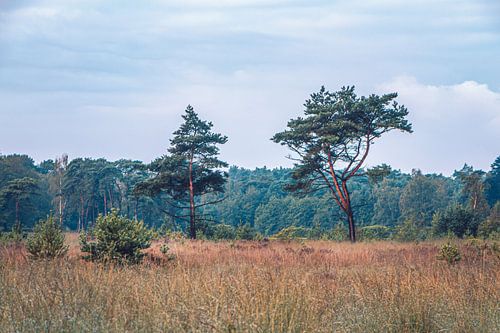 2 pins volants à la lisière de la forêt | Kalmthoutse Heide