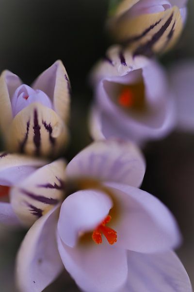 Botanical crocus von Lily Ploeg