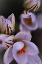 Botanische krokussen  van Lily Ploeg thumbnail