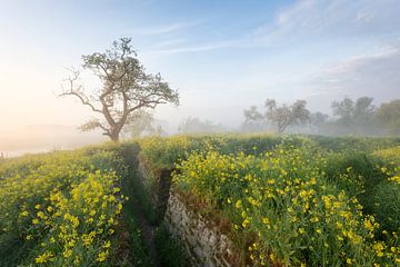 Lente in de Loopgraven