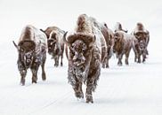 Bizon Kudde In Winter Landschap Met Sneeuw van Diana van Tankeren thumbnail