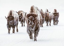 Bisonherde in Winterlandschaft mit Schnee von Diana van Tankeren
