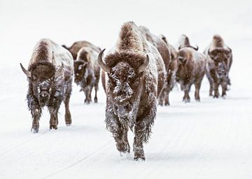 Un troupeau de bisons dans un paysage hivernal avec de la neige sur Diana van Tankeren