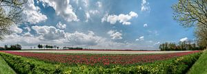 Tulpen in een veld tijdens de lente in de Noordoostpolder, Flevoland van Sjoerd van der Wal Fotografie