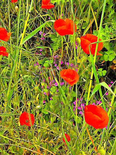 Schuilen achter de rode klaprozen