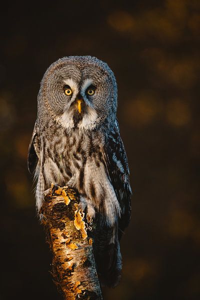 Lapland owl by Mark Evenhuis