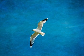 Eine einsame Möwe fliegt hoch in die Luft.