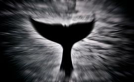 Die Schwanzflosse eines Orcas von Maickel Dedeken