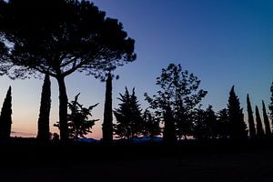 Prachtige silhouette foto van bomen in Toscane