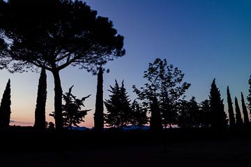 Prachtige silhouette foto van bomen in Toscane van Natascha Teubl