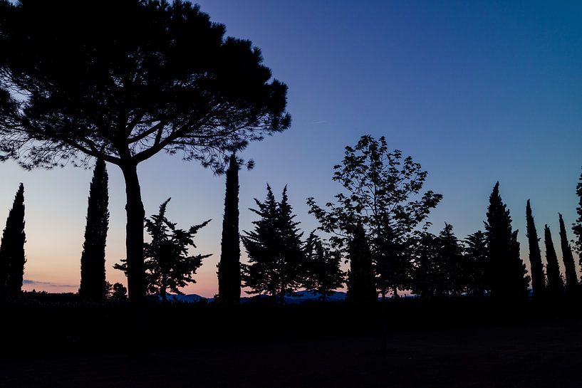 Prachtige silhouette foto van bomen in Toscane by Natascha Teubl