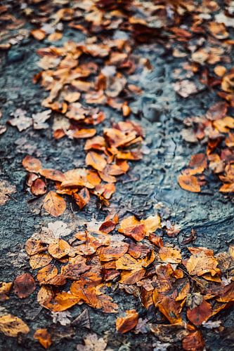 Golden autumn - leaves on the forest floor