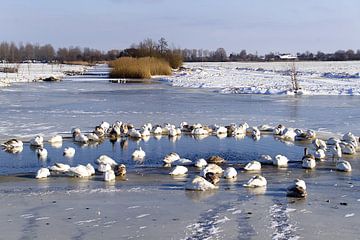 swan lake by joyce kool