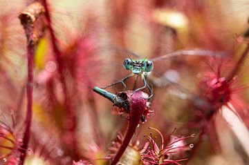 Selbstfliege, gefangen in der Drosera, Sonnentau von Gerry van Roosmalen