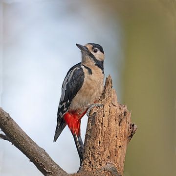 Pic épeichette sur Henk van Dorp